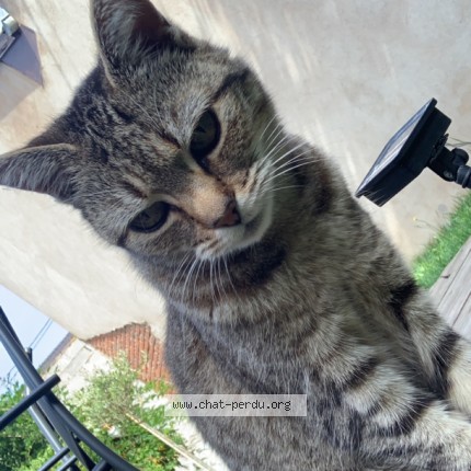 Photo de chat perdu à Brumath