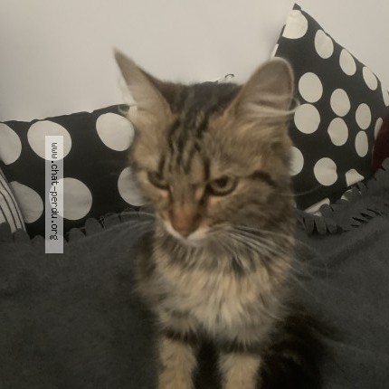 Photo de chat trouvé à Clamart