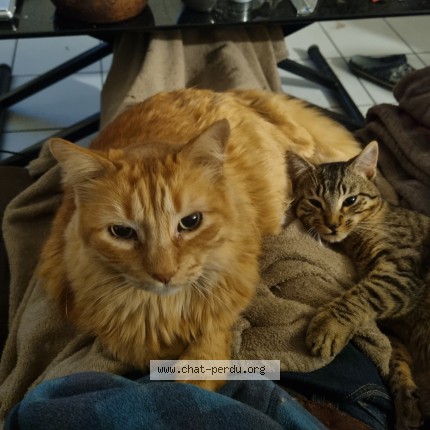 Photo 1/1 Chat retrouvé Perdu à Tarnos