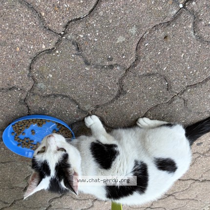 Photo 1/1 Chat retrouvé Trouvé à Rhodon