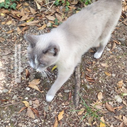 Photo de chat trouvé à Bourg De Peage