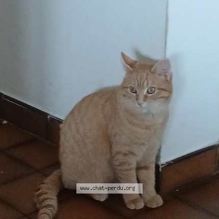 Photo 1/1 Chat retrouvé Perdu à Toulenne
