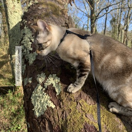 Photo de chat perdu à Saint Yvi