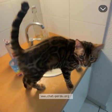 Photo de chat perdu à St Alban