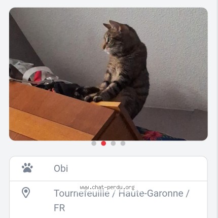Photo 1/1 obi Chat perdu à Tournefeuille