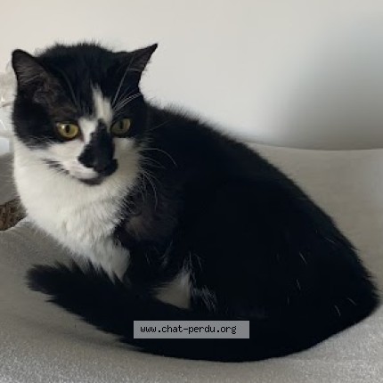 Photo de chat perdu à Toulouse