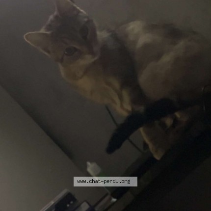Photo 2/4 Nala Chat perdu à Lille