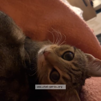Photo 3/4 Nala Chat perdu à Lille
