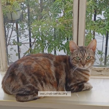 Photo 2/2 Ancolia Chat perdu à Melun