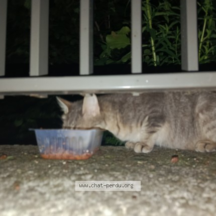 Photo 1/1 Chat trouvé Trouvé à Villeurbanne