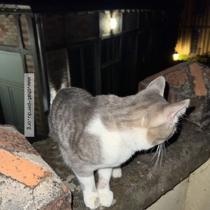 Photo 1/1 Chat trouvé Trouvé à Le Mans