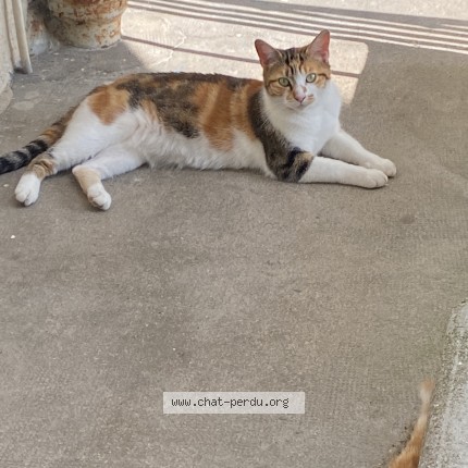 Photo 1/1 Lilas Chat perdu à Clamart
