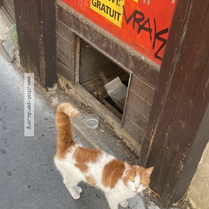 Photo 1/1 Chat trouvé Trouvé à Paris