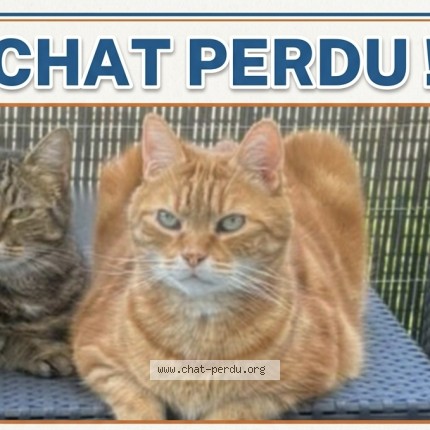 Photo de chat perdu à Crevans Et La Chapelle