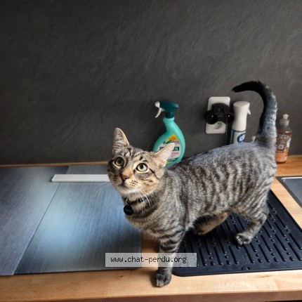 Photo 1/1 Pepsi Chat perdu à Saleux