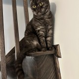Milo