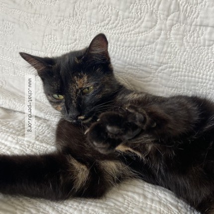 Photo 1/1 Chat trouvé Trouvé à Soisy Sous Montmorency
