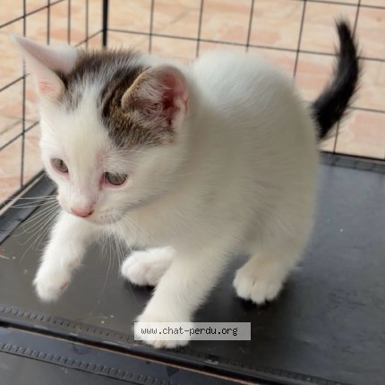 Photo 2/3 Azur Chat perdu à Courtois Sur Yonne