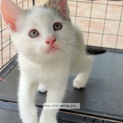 Photo 3/3 Azur Chat perdu à Courtois Sur Yonne