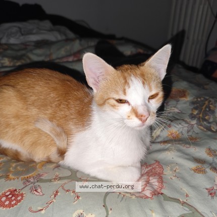 Photo 1/1 Chat retrouvé Perdu à St Etienne Du Rouvray