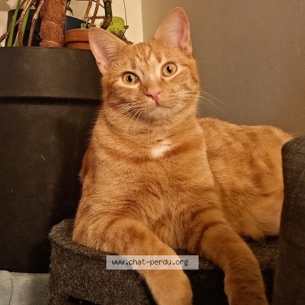Photo 1/1 Aston Chat perdu à Plumergat
