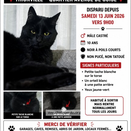 Photo 1/1 Titi Chat perdu à Thionville