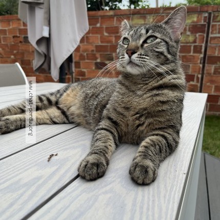 Photo 1/1 Chat retrouvé Perdu à Sartrouville