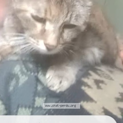 Photo 1/1 TIGRESSE Chat perdu à Egriselle Le Bocage