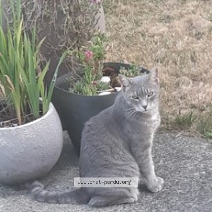 Photo de chat perdu à Chantonnay