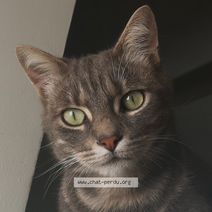 Photo 1/4 Chat retrouvé Perdu à Paris