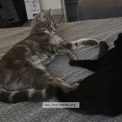 Photo 2/4 Chat retrouvé Perdu à Paris