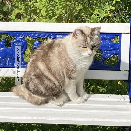 Photo 1/1 Chat trouvé Trouvé à Clamart