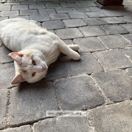 Photo 1/5 edward Chat perdu à Cires Les Mello