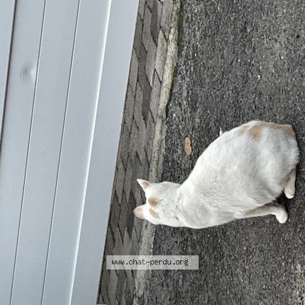 Photo 4/5 edward Chat perdu à Cires Les Mello