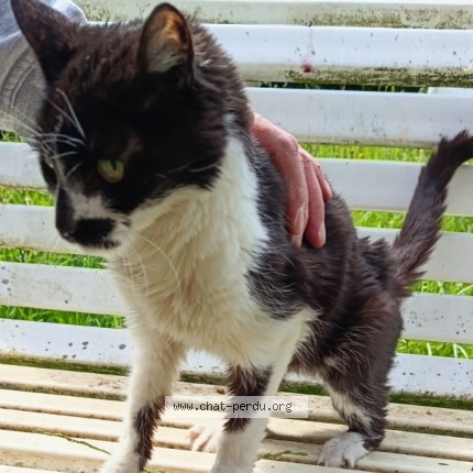 Photo 1/1 Chat retrouvé Trouvé à Sr Omer En Chaussee