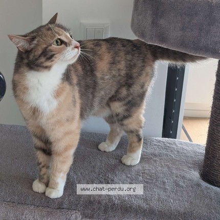 Photo de chat perdu à Angers