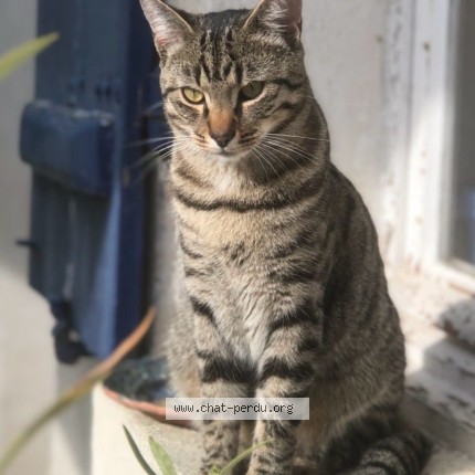 Photo 1/1 merlin Chat perdu à Gretz Armanvillier
