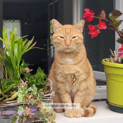 Photo 1/1 Quiqui Chat perdu à Moidieu Detourbe