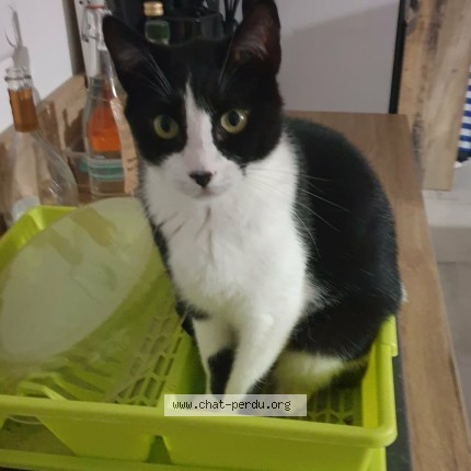 Photo 1/1 OREO Chat perdu à Draguignan