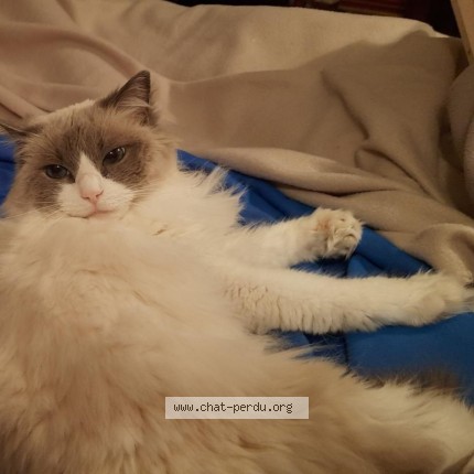 Photo 1/1 Irondelle Chat perdu à Braine Le Comte
