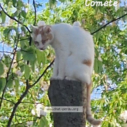 Photo 1/1 Comète Chat perdu à Dijon
