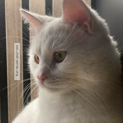 Photo 1/1 Manou Chat perdu à Saint Maur Des Fosses