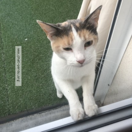 Photo 1/2 Chat trouvé Trouvé à Chaumont