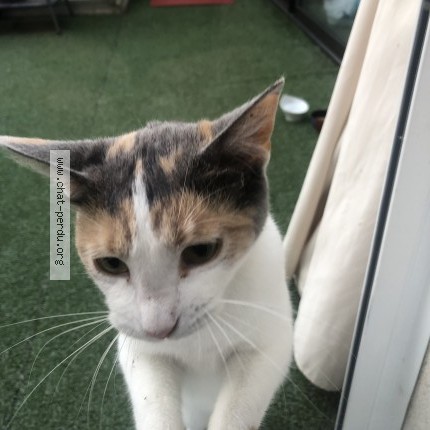 Photo 2/2 Chat trouvé Trouvé à Chaumont