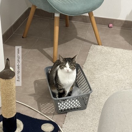 Photo 1/1 Chat retrouvé Perdu à Beaucouze