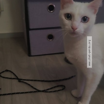Photo 1/1 nala Chat perdu à Pau