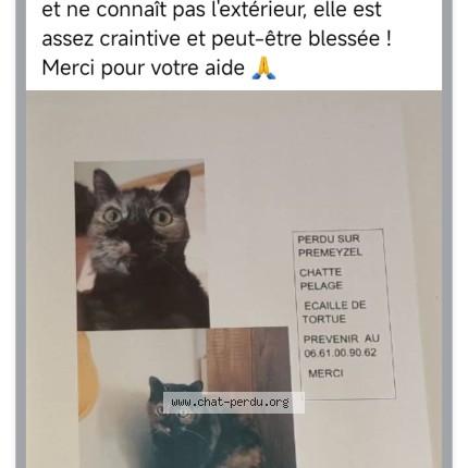 Photo 1/1 pouppie Chat perdu à Premeyzel