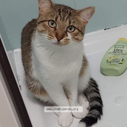 Photo 1/1 Chat retrouvé Perdu à Bayonne