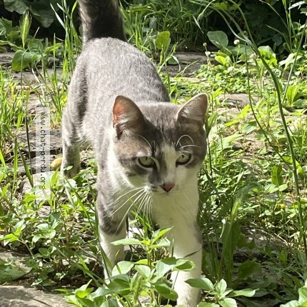 Photo de chat trouvé à Le Mans