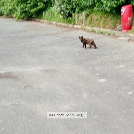 Photo 1/1 Chat trouvé Trouvé à Saint Jouan